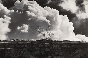 Марио Видор (Mario Vidor). Пейзаж с кустом и облаками, 2020-е . РОСФОТО