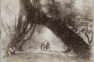 Фотография фирмы Skeen & Co. Дорога в Кэнди. Цейлон, 1890-е. РОСФОТО
