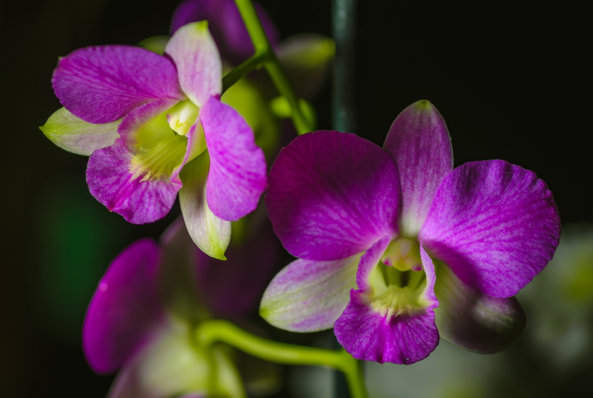 Ботанический сад Петра Великого открыл масштабную выставку орхидей и бромелий